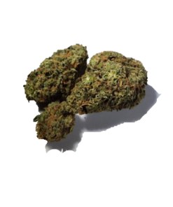 A picture of AK-47 weed strain