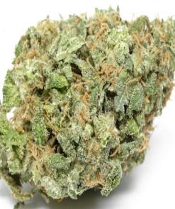 A picture of White Widow