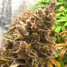 Buy Hulkberry weed strain