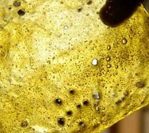 Buy Rosebud shatter