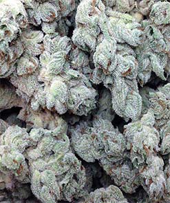 Buy lemon shining silver haze